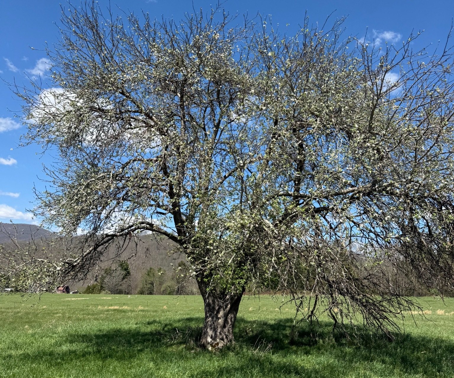 Mature apple tree on the property